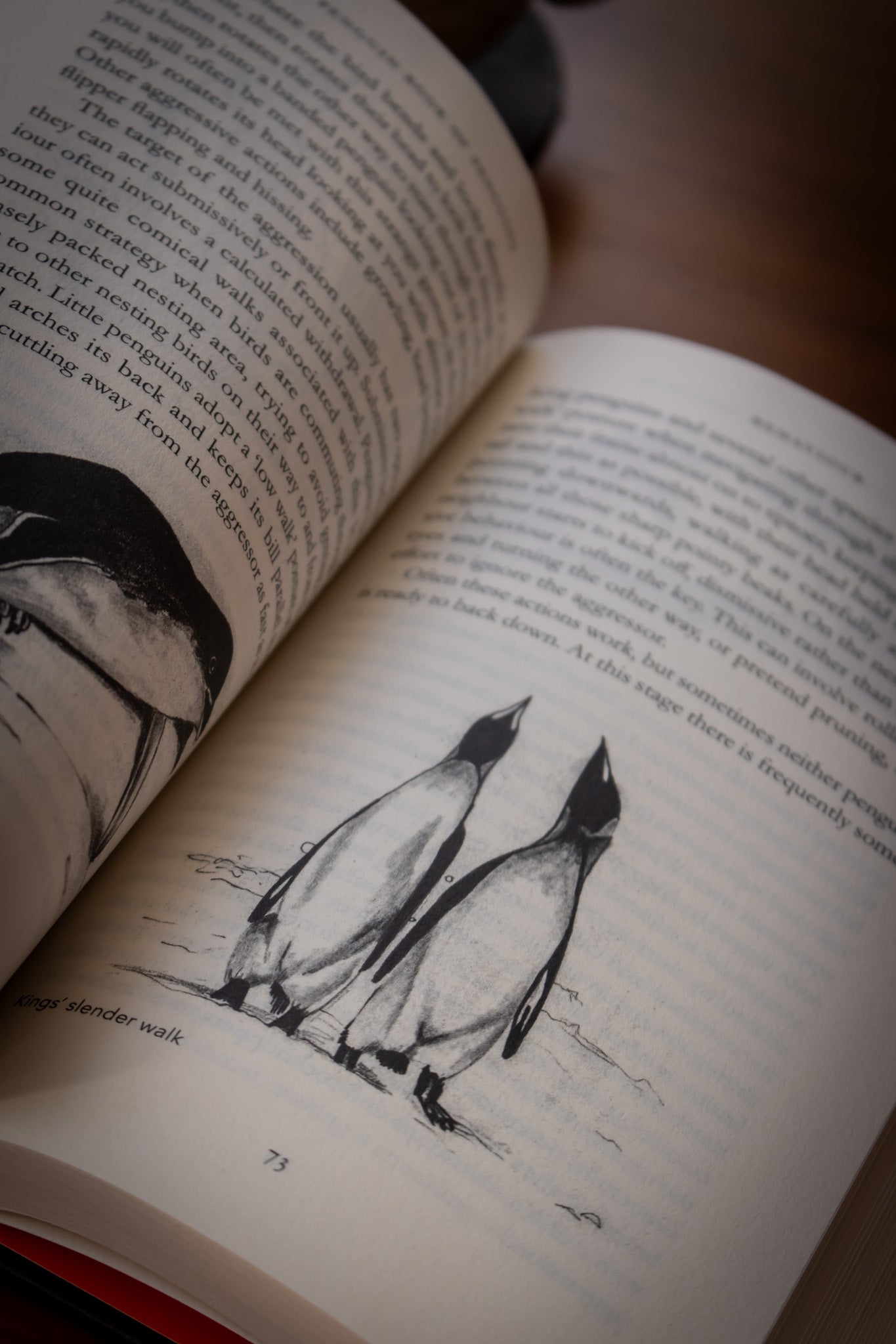 Penguin Book of Penguins, The
