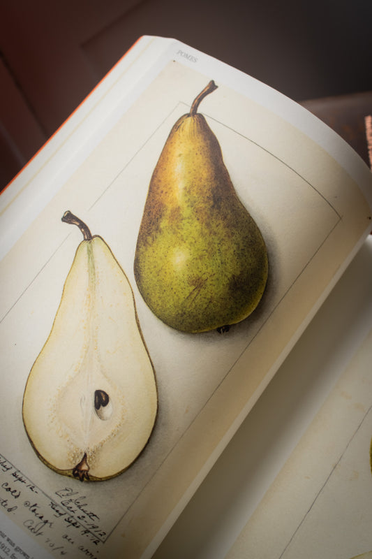 Illustrated Catalog of American Fruits & Nuts