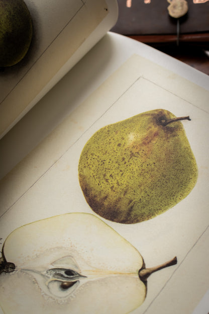 Illustrated Catalog of American Fruits & Nuts