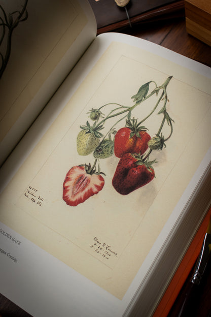 Illustrated Catalog of American Fruits & Nuts