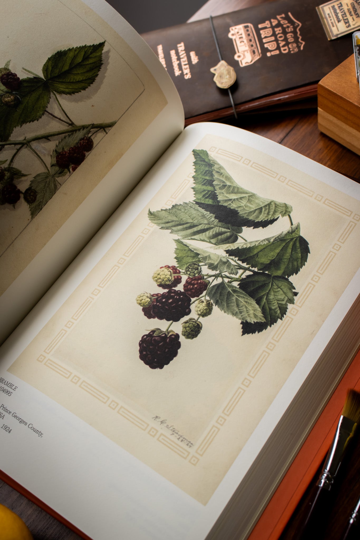 Illustrated Catalog of American Fruits & Nuts
