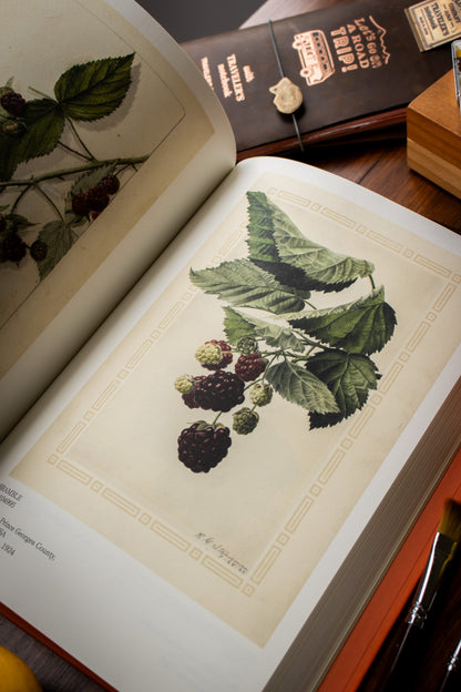 Illustrated Catalog of American Fruits & Nuts