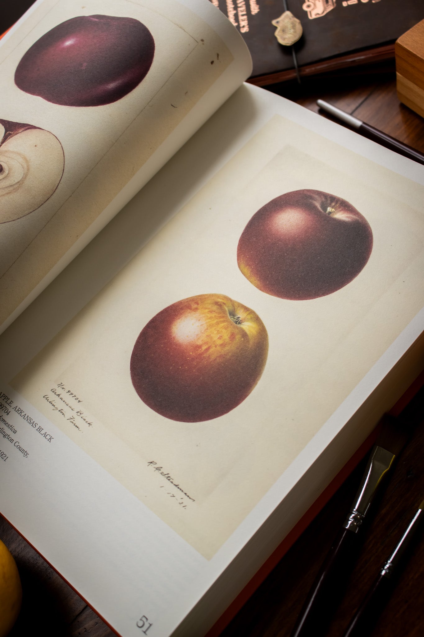 Illustrated Catalog of American Fruits & Nuts