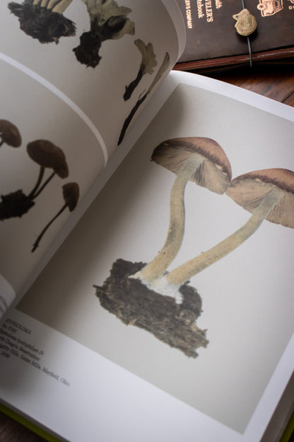Illustrated Catalog of American Mushrooms