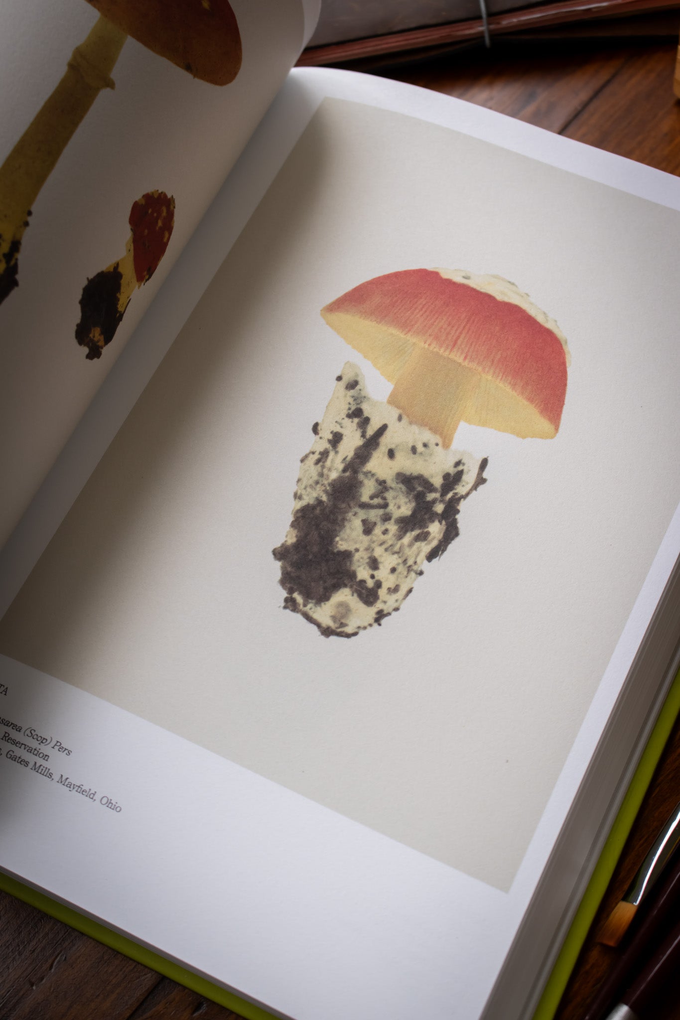Illustrated Catalog of American Mushrooms