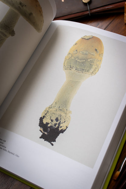 Illustrated Catalog of American Mushrooms