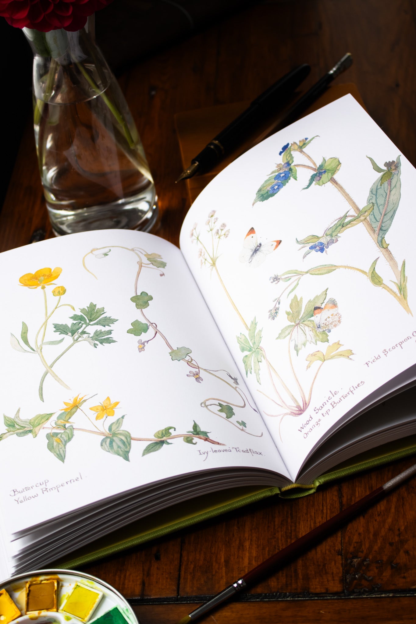 Nature Notes of An Edwardian Lady