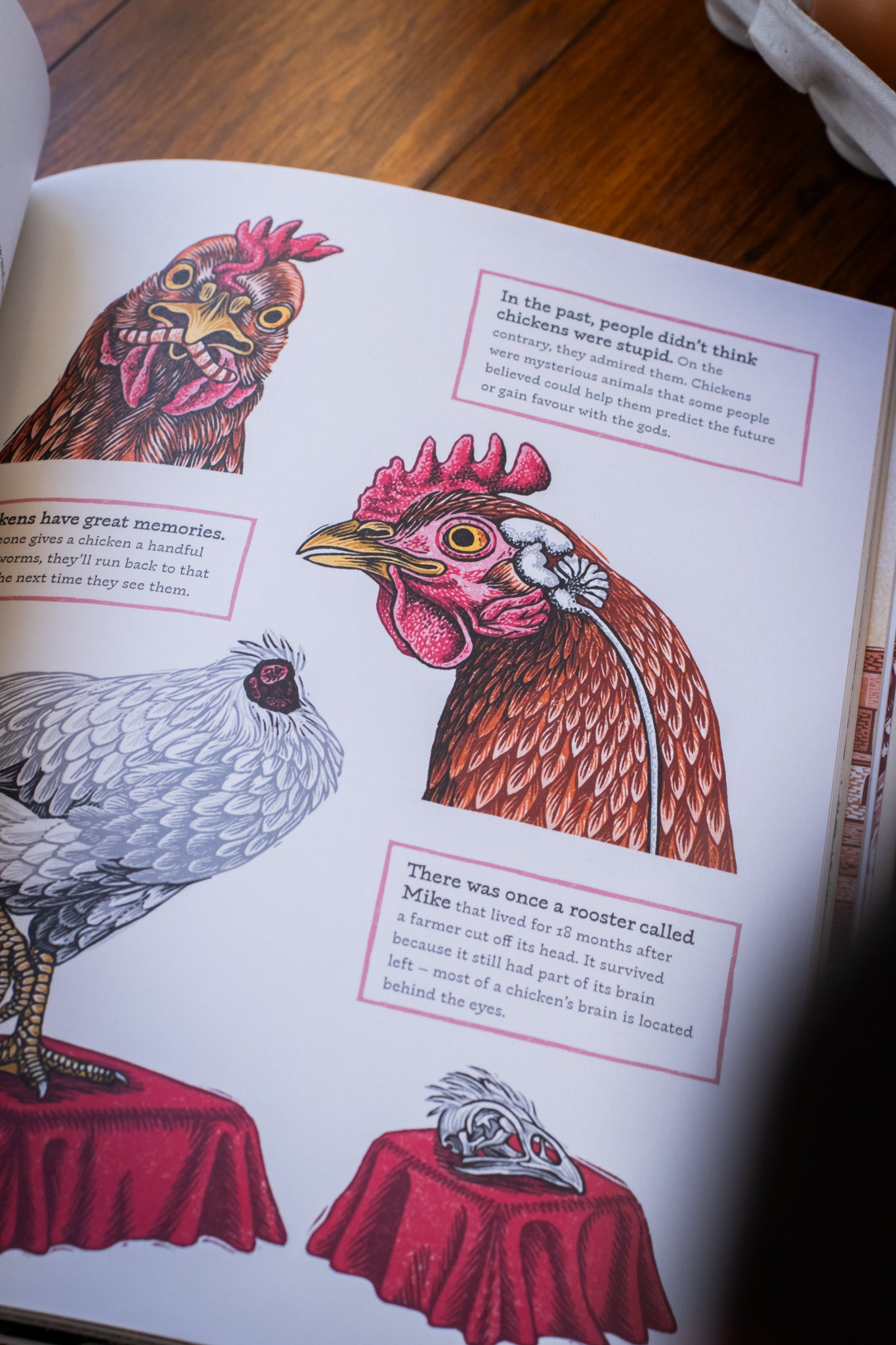Cluck! The Eggstraordinary Story of Chickens