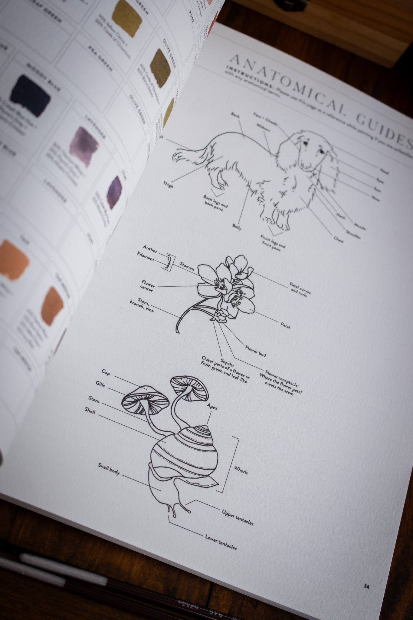 Watercolor Workbook 2: Flowers, Feathers, and ...