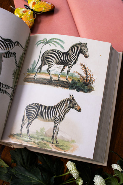 John Derian Sticker Book II