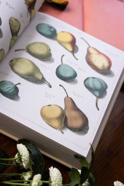 John Derian Sticker Book II