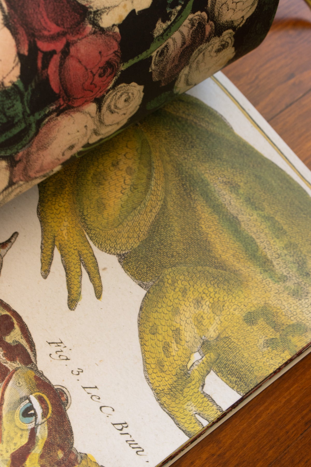 John Derian: Wrapping Paper & Gift