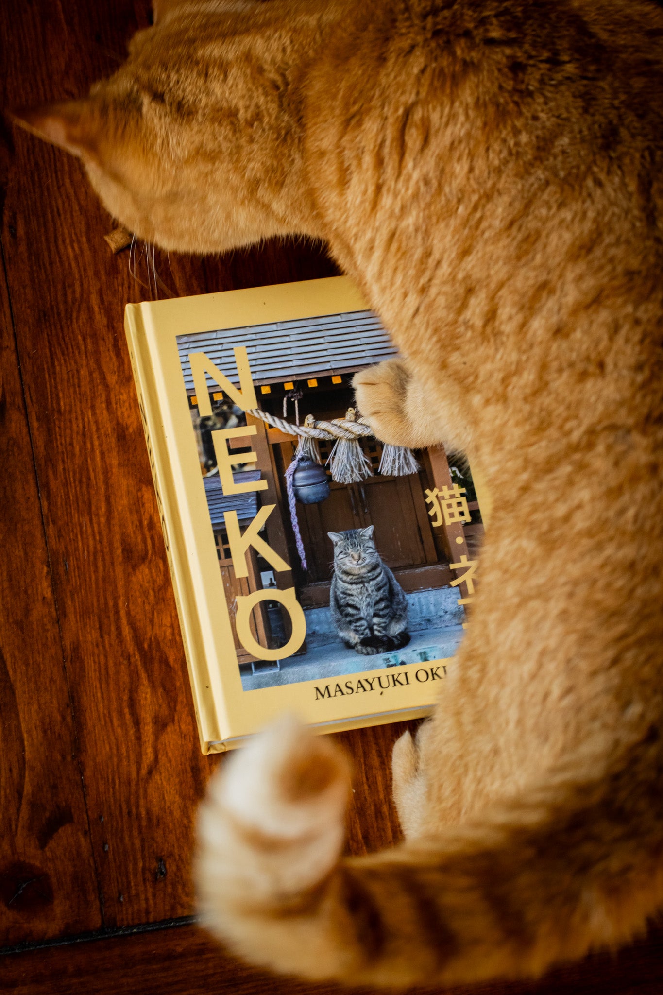 Neko: Cats of Japan