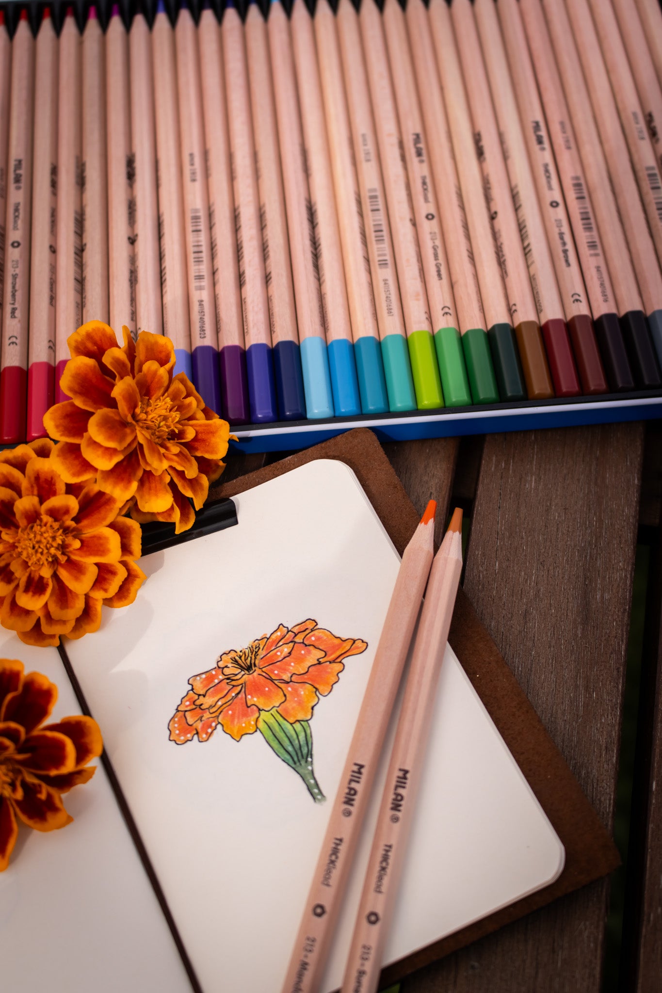 Thick Lead Colour Pencils Metal Box (36 Pack)