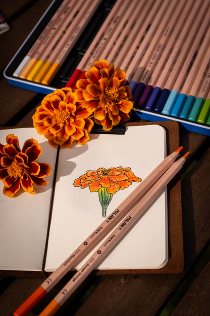 Thick Lead Colour Pencils Metal Box (36 Pack)