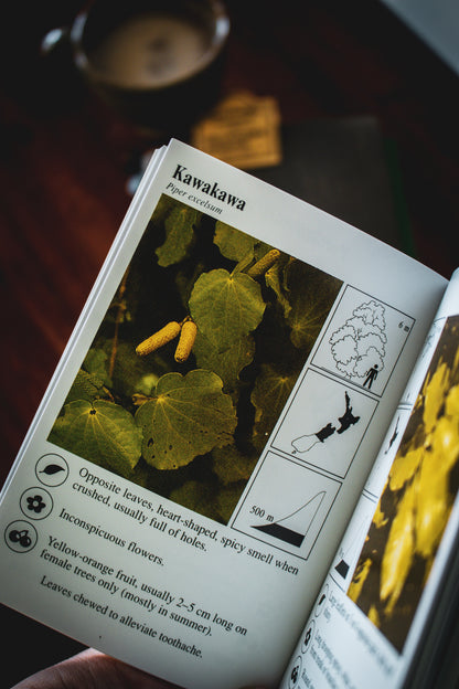 Mini Guide To The ID of NZ Native Trees