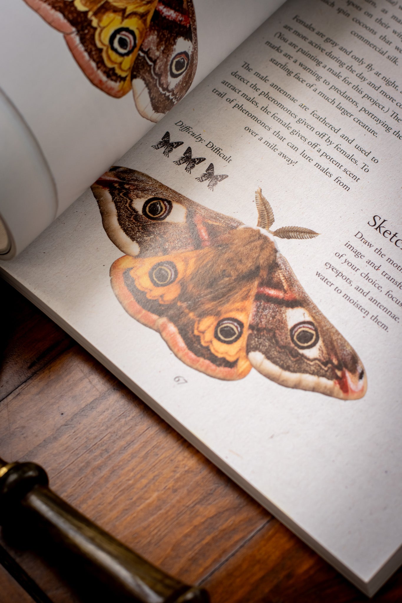 Watercolor Cabinet of Curiosities