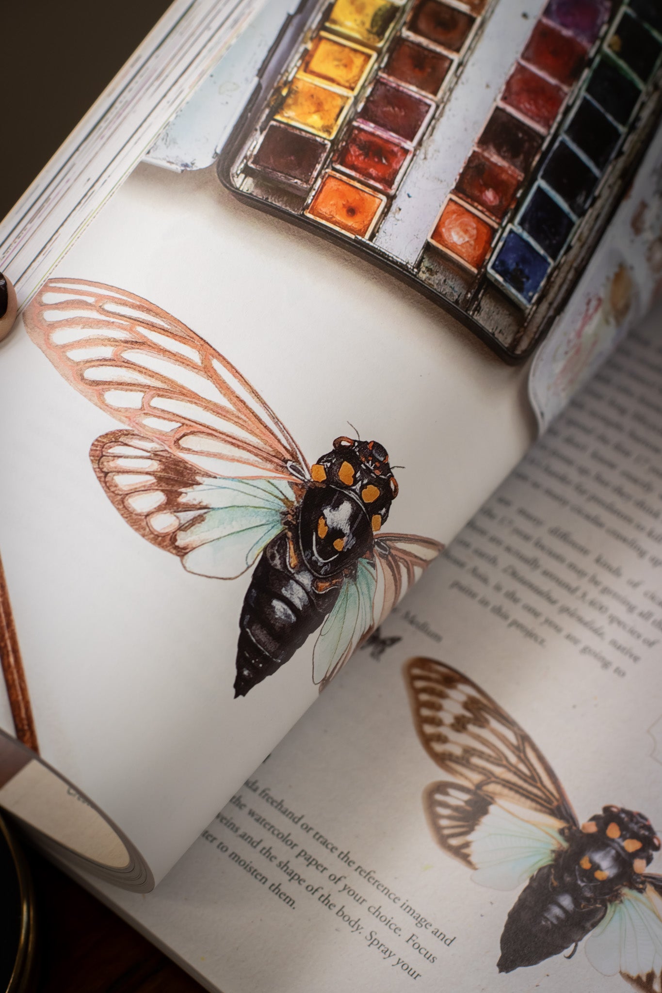 Watercolor Cabinet of Curiosities
