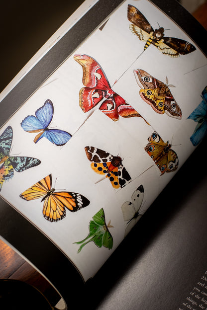 Watercolor Cabinet of Curiosities
