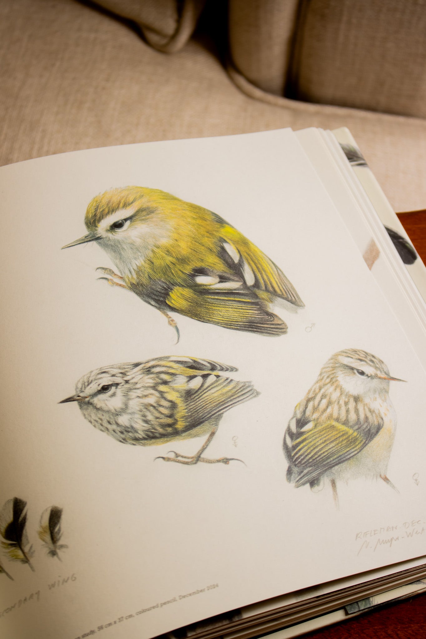 Feathers of Aotearoa