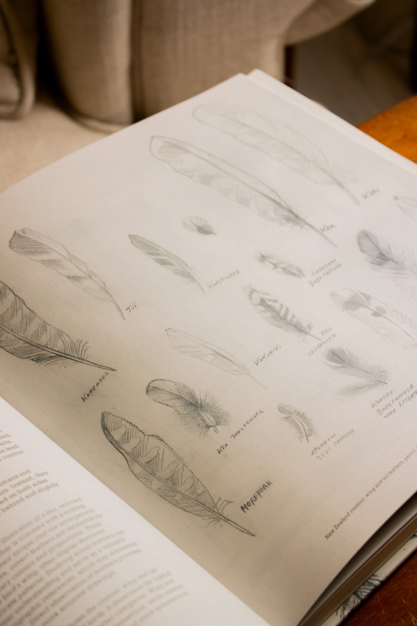 Feathers of Aotearoa