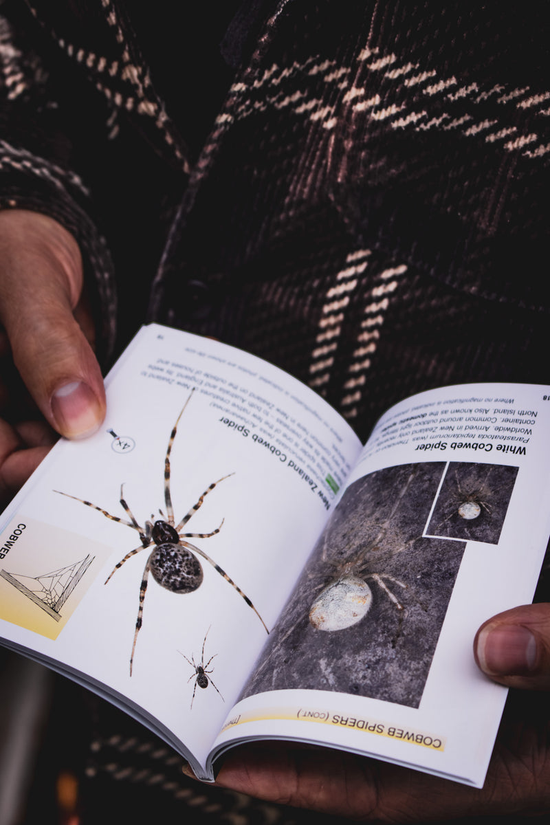 Mini Guide to the Identification of New Zealand Spiders