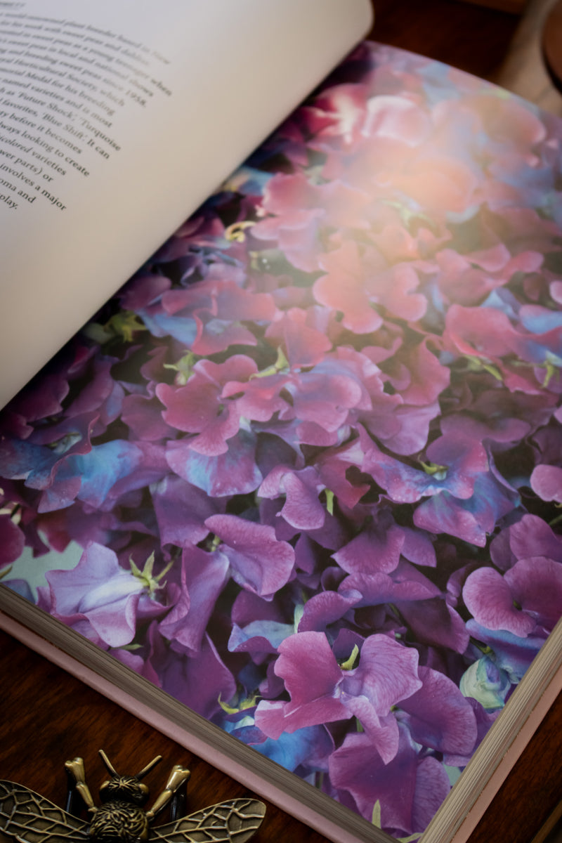 Sweet Pea School