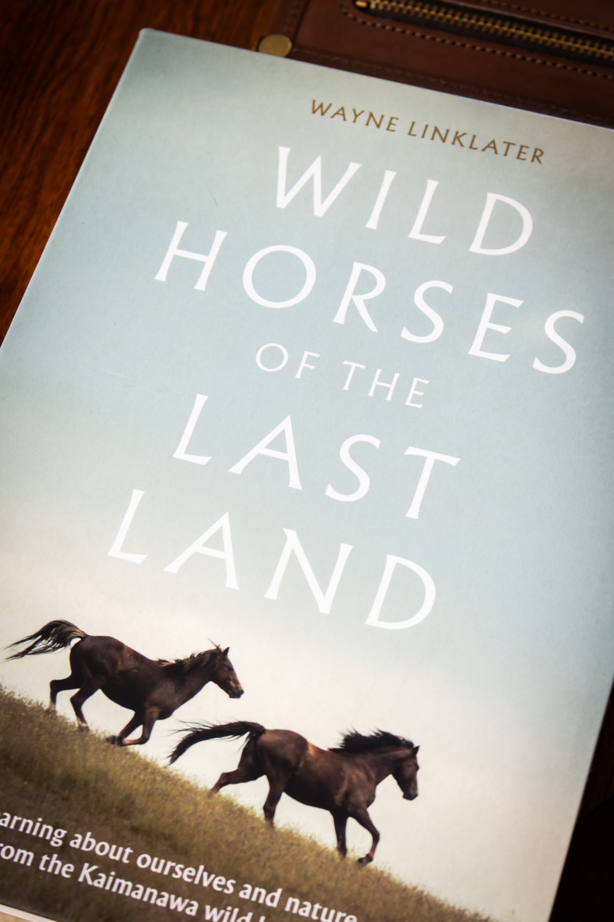 Wild Horses of the Last Land