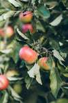 LIVE CLASS: Art in the Orchard, Harvest Watercolour