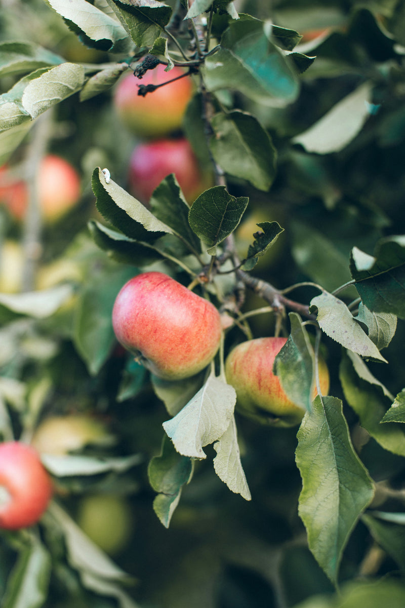 LIVE CLASS: Art in the Orchard, Harvest Watercolour