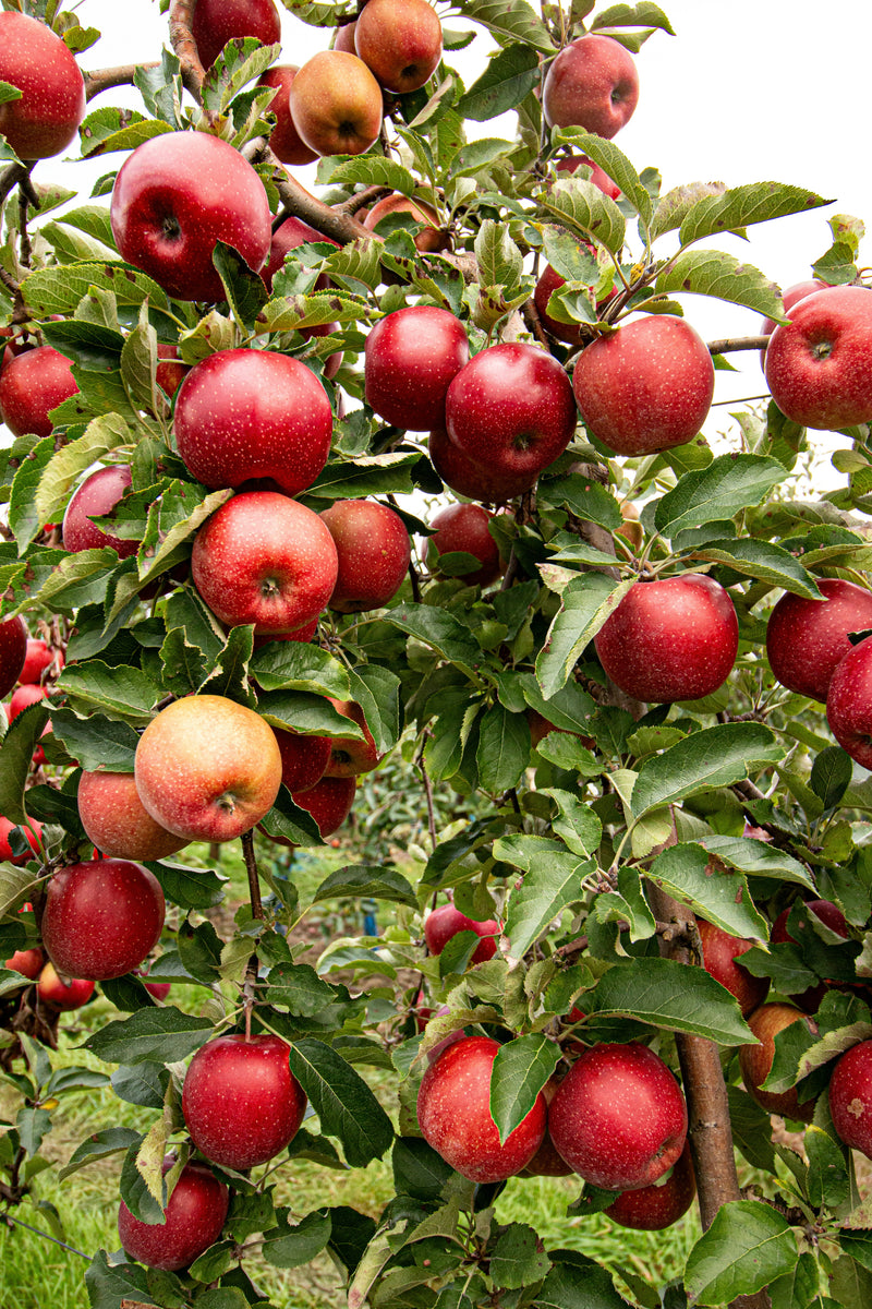 LIVE CLASS: Art in the Orchard, Harvest Watercolour