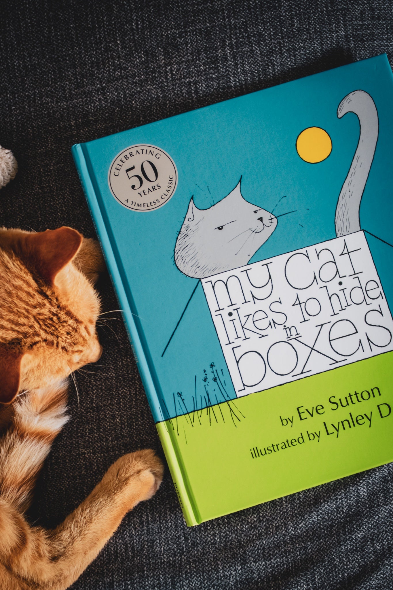 My Cat Likes to Hide In Boxes